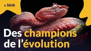 D’où vient l’incroyable diversité des serpents ? | Actu de science