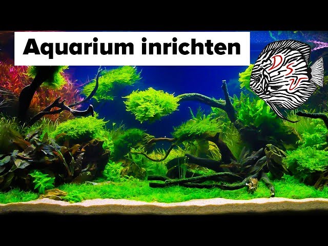 spijsvertering Slip schoenen absorptie AQUARIUM INRICHTEN: Aquascape als een professional ! | Aquarium Sunshine  Valley - YouTube