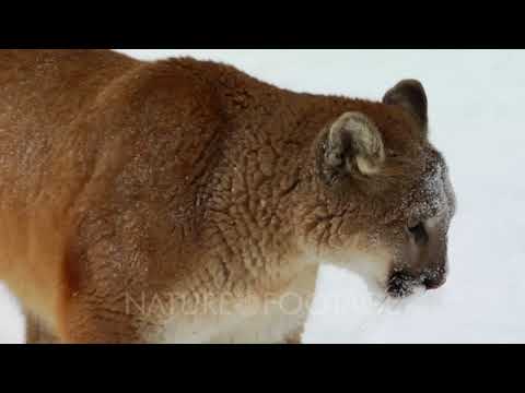 Mountain Lion Watching In Winter Snow
