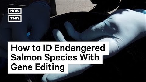 New Gene-Editing Tool Helps Scientists ID Endangered Salmon