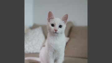 Background for Mysterious Cat Behavior