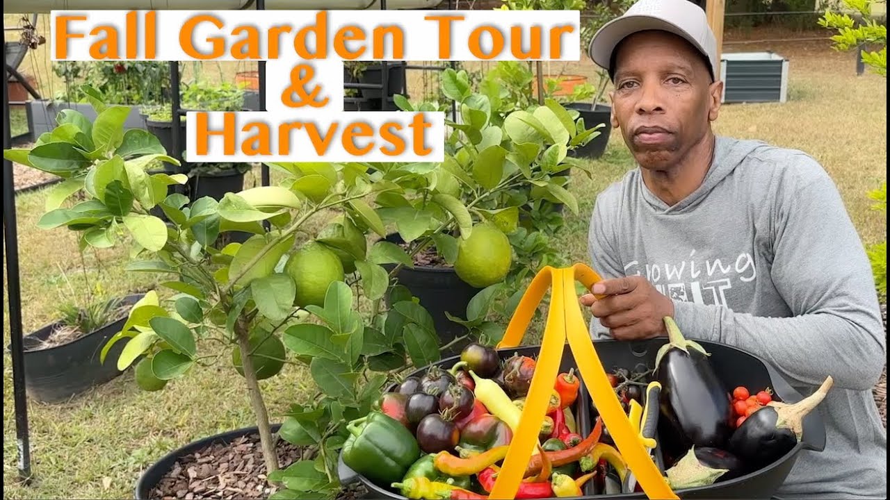 Осенний тур по саду и сбор урожая в октябре