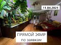 11.04.2021 - Прямой эфир по заявкам(Смотрим аквариумы подписчиков, тестируем камеру)