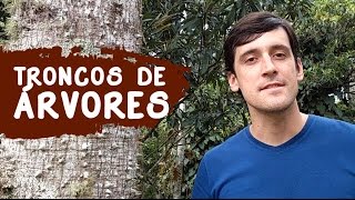 ASPECTO DO TRONCO DAS ARVORES IDENTIFICACAO DE PLANTAS
