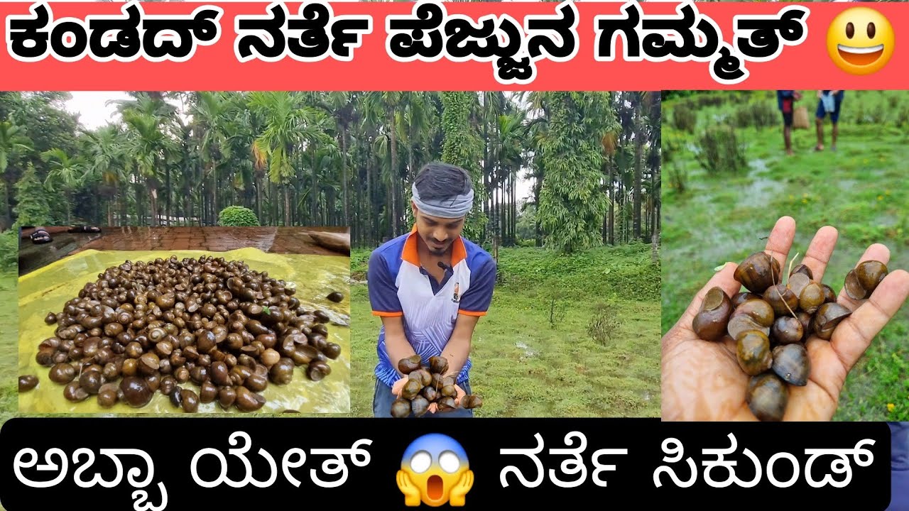 ಕಂಡದ್..ನರ್ತೆ ಪೆಜ್ಜುನ ಗಮ್ಮತ್ 😃😱. #ಏರೆಗ್ ನರ್ತೆ ಇಷ್ಟ ಪನ್ಲೆ. 🤔#tulunadu #viral #udupi