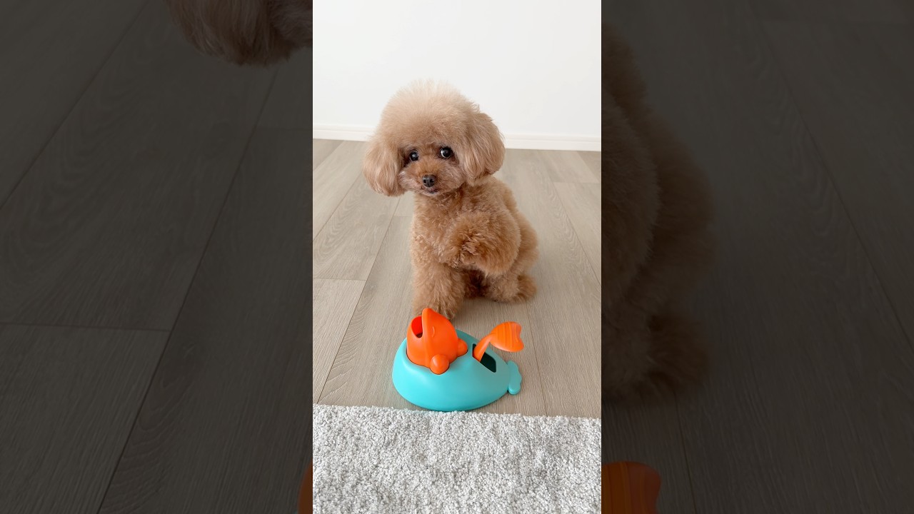 押すとおやつがでる新しいおもちゃ🐟力加減が難しすぎた、、😅 #dog