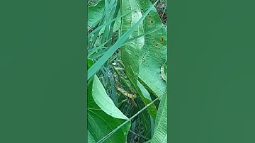 mantises mating
