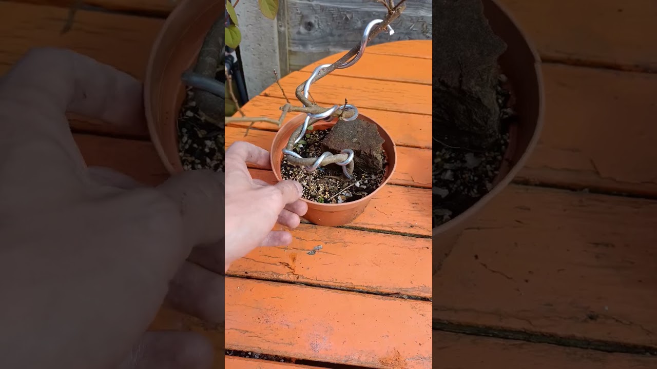 What HAPPENS When YOU Combine a LOT of Wire to a Whip of a Tree 