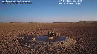 NamibiaCam: The 3 Cheetahs arriving late afternoon  17 November 2021