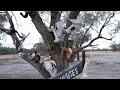 Trilby Station on The Darling River Louth Nsw #shorts