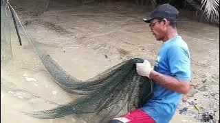 Tanah turun jadi daun belat susah diangkat/hasilnya bolehlah