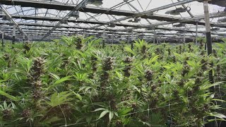 Oregon’s Marijuana Industry Faces a Supply and Demand Crisis--Oversupply Sinks Prices
