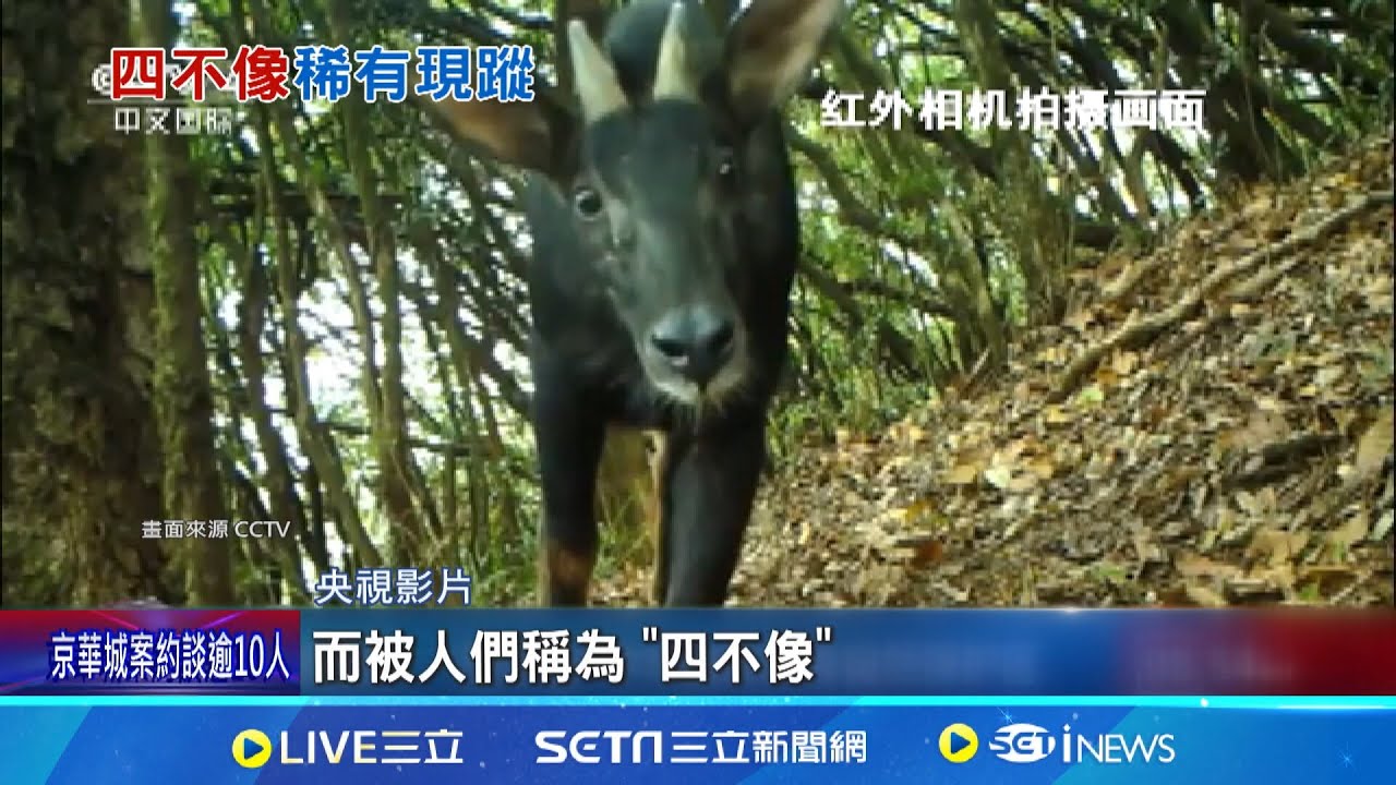 真有