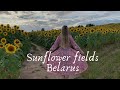 Sunflower fields Belarus 🇧🇾🌞🌻