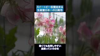 スイートピー収穫始まる 生産量日本一の日南市 暑くても生育しやすい品種 #日南市 #宮崎県