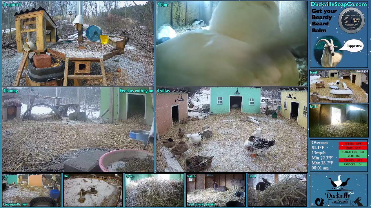 FREE DAILY FEED - Relax with ducks, goats, pups, squirrels, bunnies and other animals!