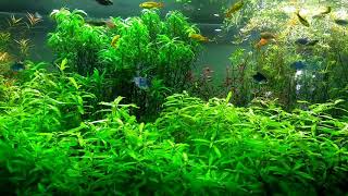 Information Planted Aquarium 001 Update