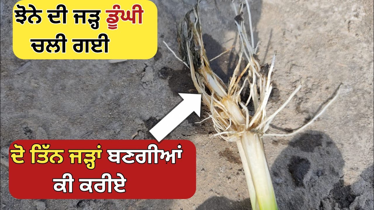 1263 fungicide and paddy roots goes down - ਇਹ ਕੀ ਝੋਨੇ ਦੀਆਂ ਜੜ੍ਹਾਂ ਦੋ ...