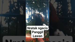 Download Lagu Anis kembang nratak MP3