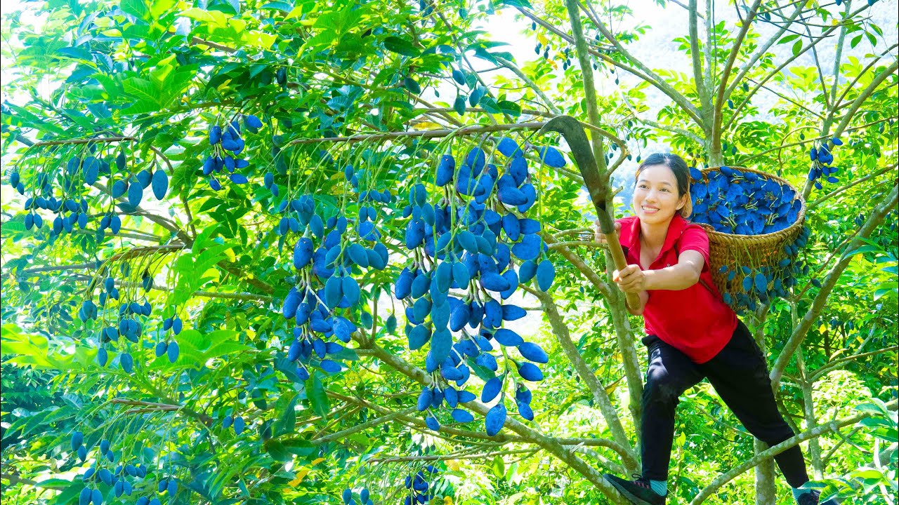 Harvesting Black Canarium fruit Go to market sell - Stir-fried Meat Canarium | Lý Tiểu Phương