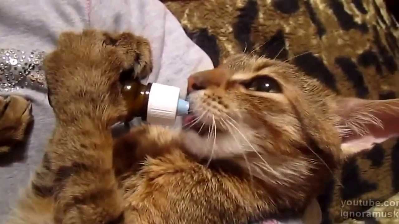Кот под капотом