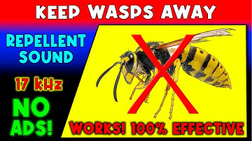 ANTI WASPS REPELLENT SOUND ⛔🐝 KEEP WASPS AWAY - ULTRASONIC SOUND
