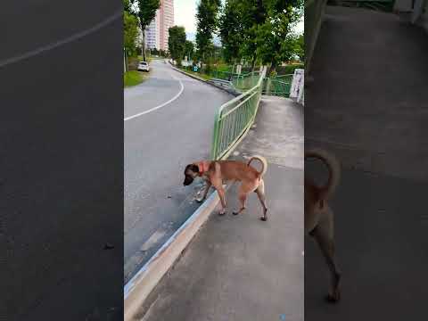 Why did the dog cross the road?