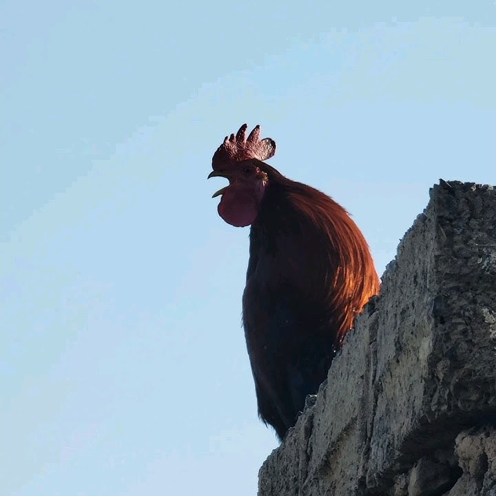 #ديك ضخم يصيح بقوهA huge rooster crows