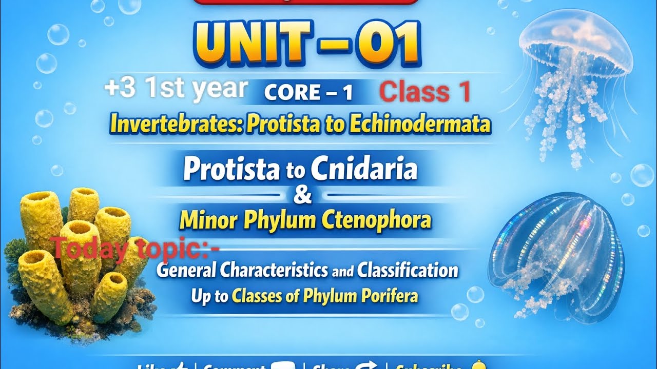 General characteristics and classification of phylum porifera 