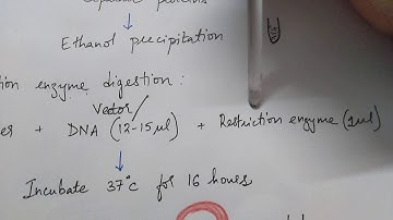 Gene cloning - digestion & ligation