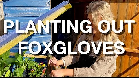 Garden to Garnish vlog | Planting out foxgloves - ...