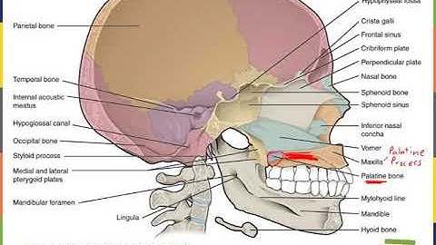 Axial Skeleton Part 2