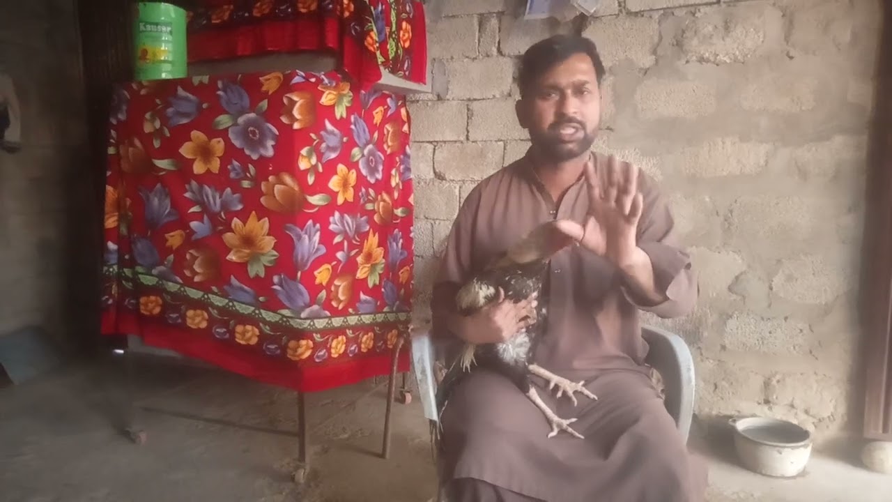 مرغا پوٹا رکھ جائے یا سوکڑا مرغی کو ہو جائے اس کے لئے دیسی ٹوٹکا