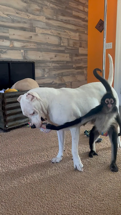 Spider monkey vs Dogo Argentino tug of war 🍩 #dog #monkey #animals #family #play #funny