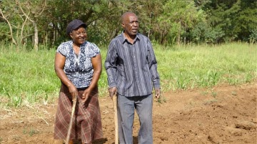 Shamba Shape Up Series 12 – Episode 21: Push Pull, Savings, Crop Insurance and Calliandra (English)