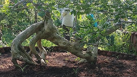 Vườn Cây Phôi Bonsai Nguyệt Quế Khủng Ở Tiền Giang
