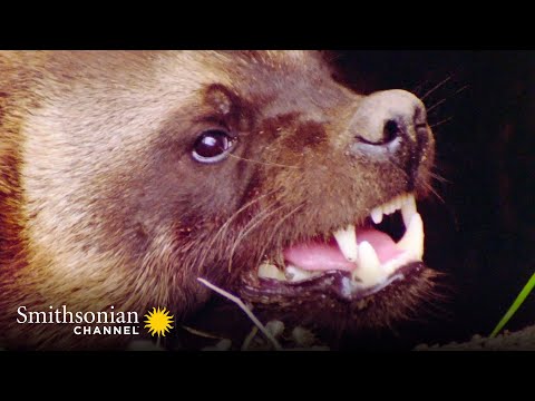 INTENSE: A Wolverine Mom Takes on a Pack of Wolves ðº  | Smithsonian Channel