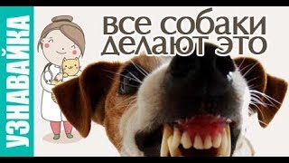 Это делают все собаки! Узнавайка. Это делают все собаки! Узнавайка.