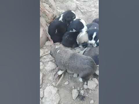Kuchuklar / Кучуклар - YouTube