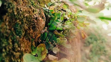 Microlens | focus and zooming details | videografi Nature