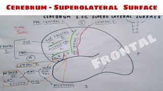 Cerebrum Sulci and Gyri- Superolateral Surface-1, Functional Area of Brain | TCML