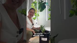 Faire Pousser Des Cactus Dans Leau, Possible Ou Pas ?