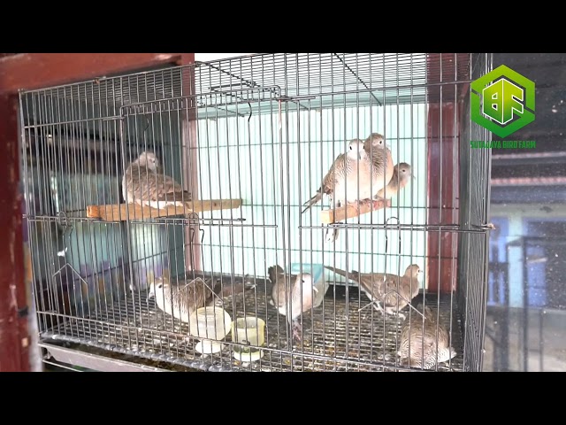 PIYIK Perkutut Bangkok Ring SUTAJAYA BIRD FARM class=