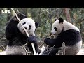 Панды обживаются в московском зоопарке.