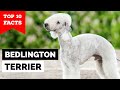 Bedlington Terrier - Top 10 Facts の動画、YouTube動画。