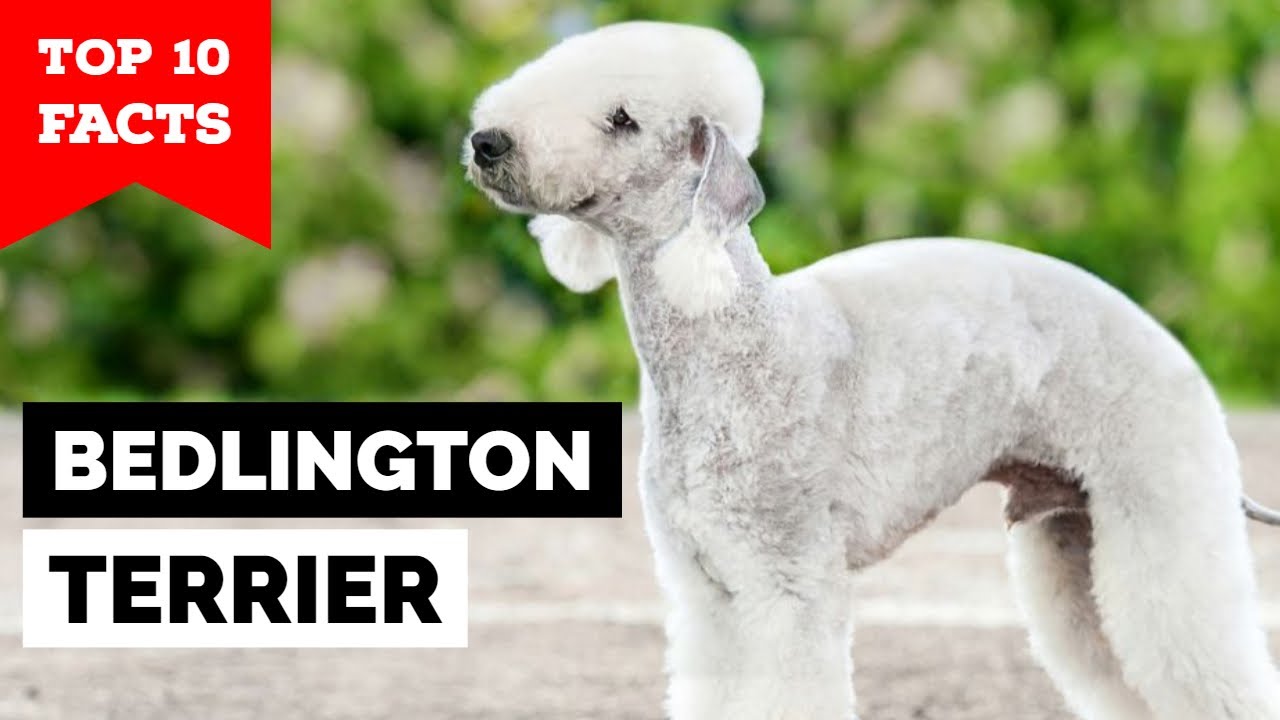 Bedlington Terrier Top 10 Facts YouTube