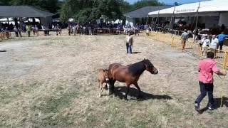 Feira do Cabalo de Adai