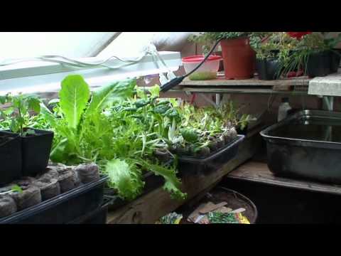 Winter Gardening Part V