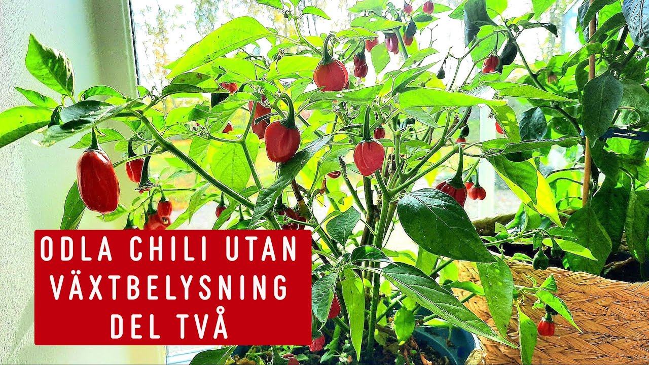 Chili utan växtbelysning, grodde chili i planteringsjord eller i hästbajs först? Del: 2
