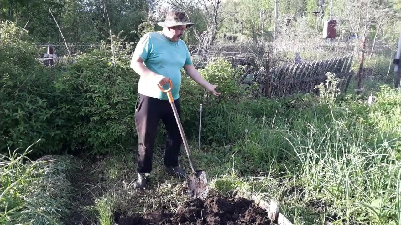 Сын вскопал несколько грядок. Сын вскопал несколько грядок